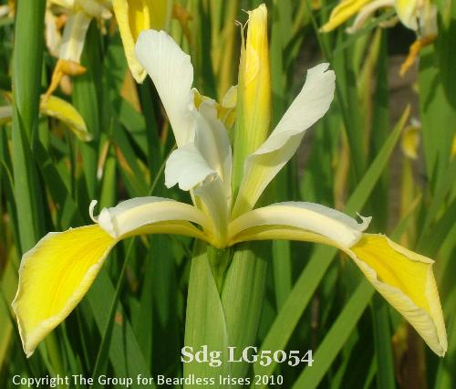 Sdg LG5054 (1)